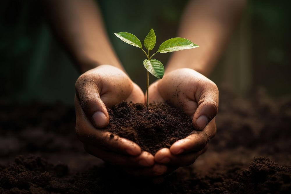Human hand holding plant and earth with soil nature gardening planting. AI generated Image by rawpixel.