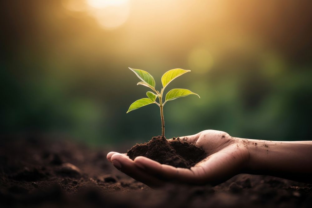 Human hand holding young plant with soil nature planting outdoors. AI generated Image by rawpixel.