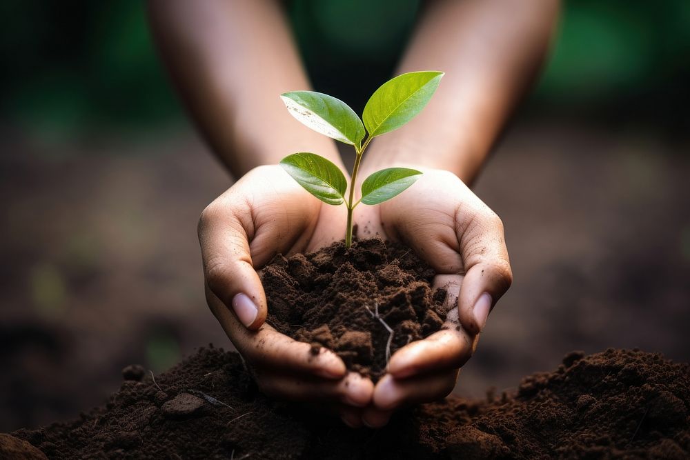 Human hand holding young plant with soil nature gardening planting. AI generated Image by rawpixel.
