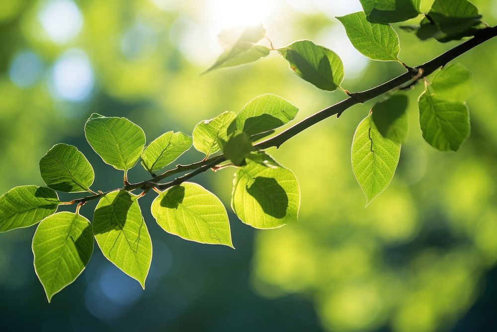 Leaves on tree branches sunlight outdoors nature. AI generated Image by rawpixel.