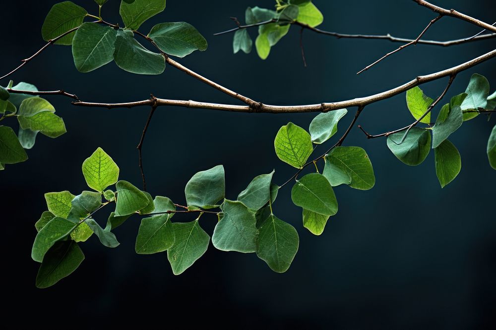 Leaves on tree branches outdoors plant leaf. AI generated Image by rawpixel.