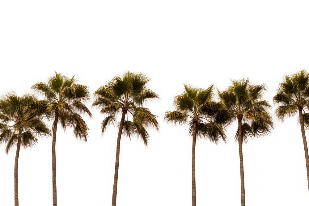 Palm trees outdoors plant white background. AI generated Image by rawpixel.