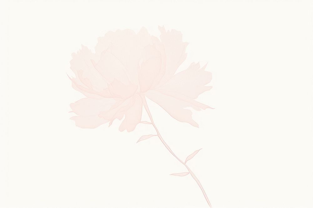 Peony white backgrounds flower. AI generated Image by rawpixel.