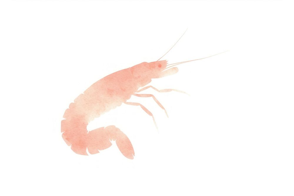 Shrimp seafood animal white background. AI generated Image by rawpixel.
