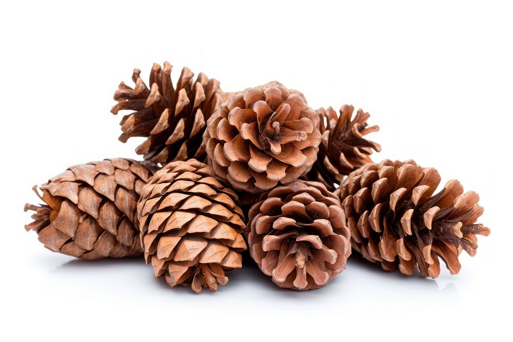 Natural dry pine cones plant white background freshness. AI generated Image by rawpixel.