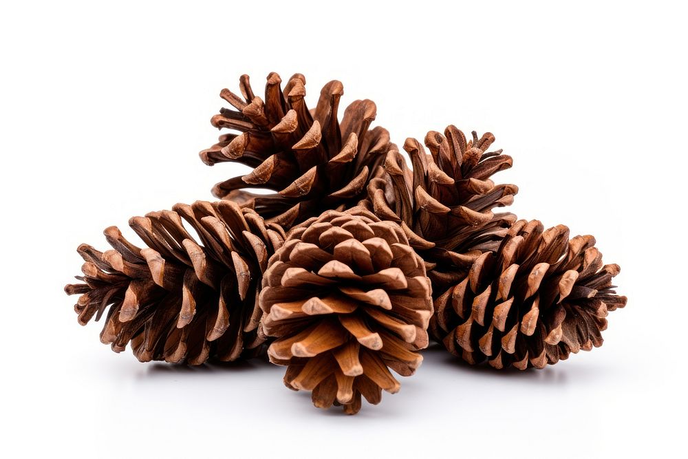 Dry pine cones plant tree white background. AI generated Image by rawpixel.