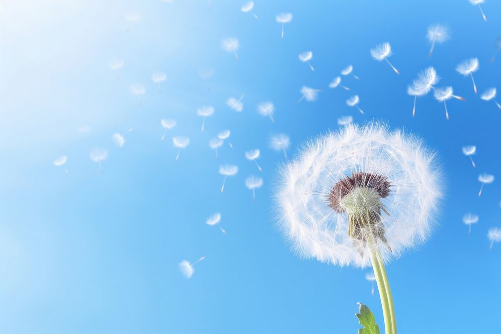 Dandelion floating in the air flower plant inflorescence. AI generated Image by rawpixel.