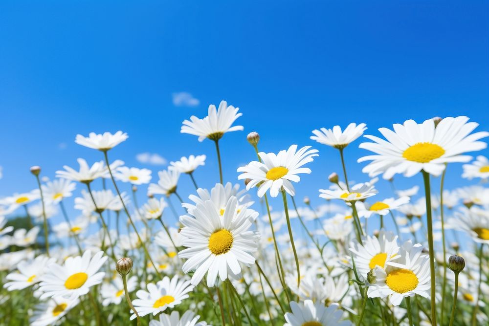 Field dasies sky landscape outdoors. | Premium Photo - rawpixel