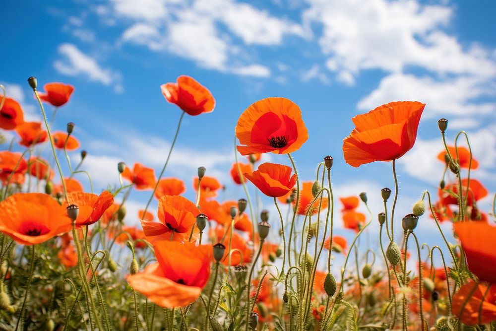 Field of poppy outdoors nature flower. AI generated Image by rawpixel.