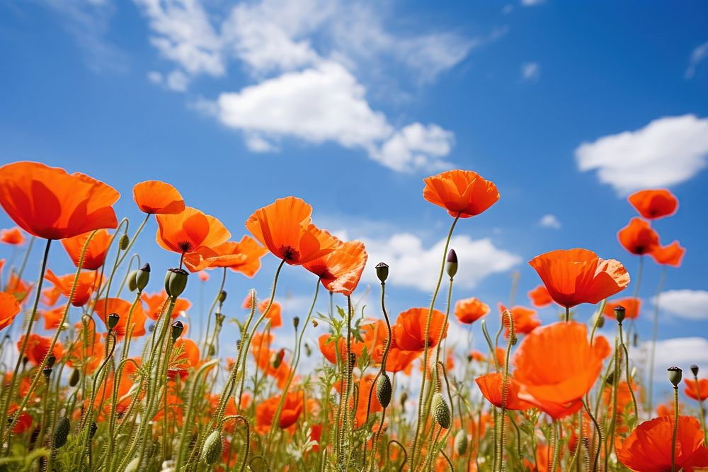 Field of poppy sky landscape grassland. AI generated Image by rawpixel.