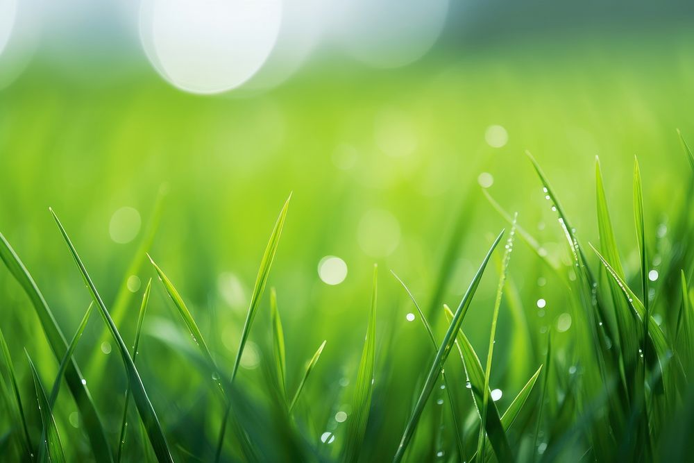 Grass green outdoors plant. AI generated Image by rawpixel.