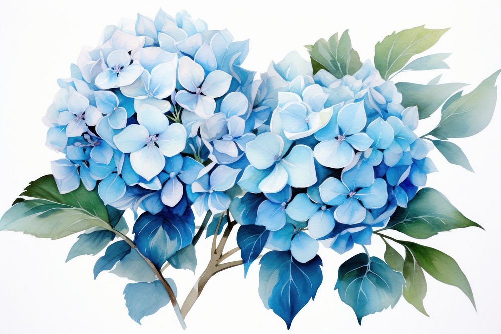 Hydrangea flowers plant blue inflorescence. AI generated Image by rawpixel.