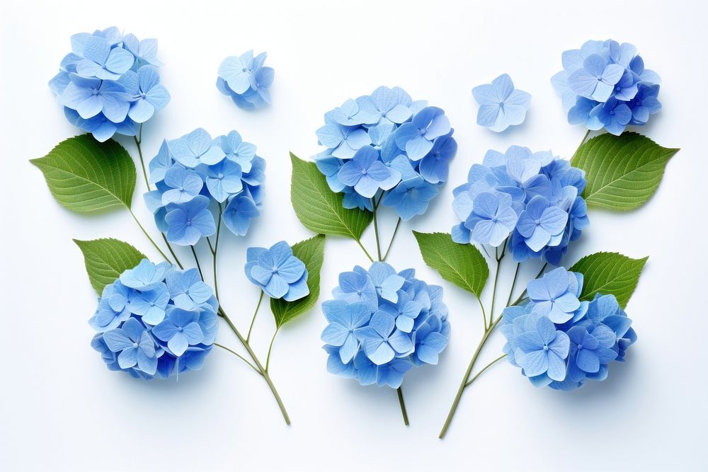 Hydrangea flowers petal plant leaf. AI generated Image by rawpixel.