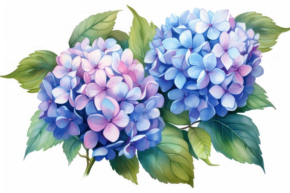 Hydrangea flowers plant lilac inflorescence. AI generated Image by rawpixel.