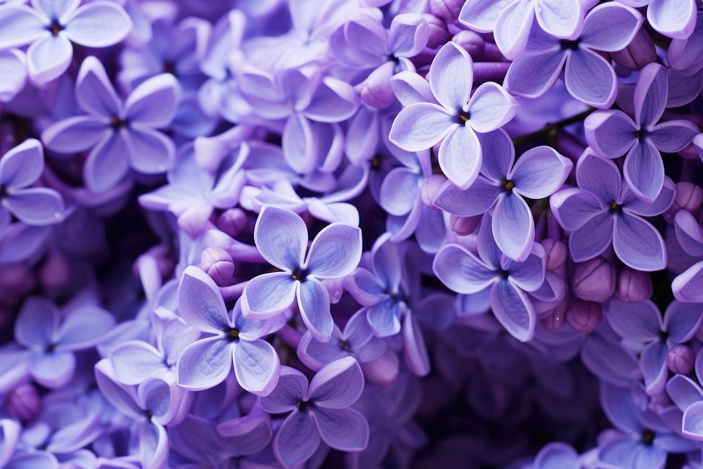 Lilac blossom flower plant. AI generated Image by rawpixel.