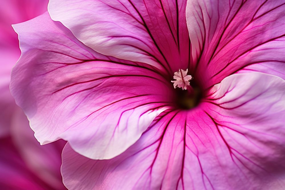 Petunia hibiscus blossom flower. AI generated Image by rawpixel.