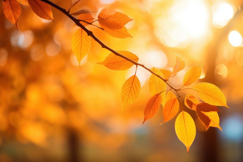 Fall leaves autumn backgrounds sunlight. AI generated Image by rawpixel.