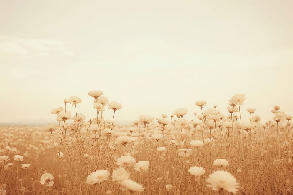 Flower field summer landscape grassland outdoors. AI generated Image by rawpixel.