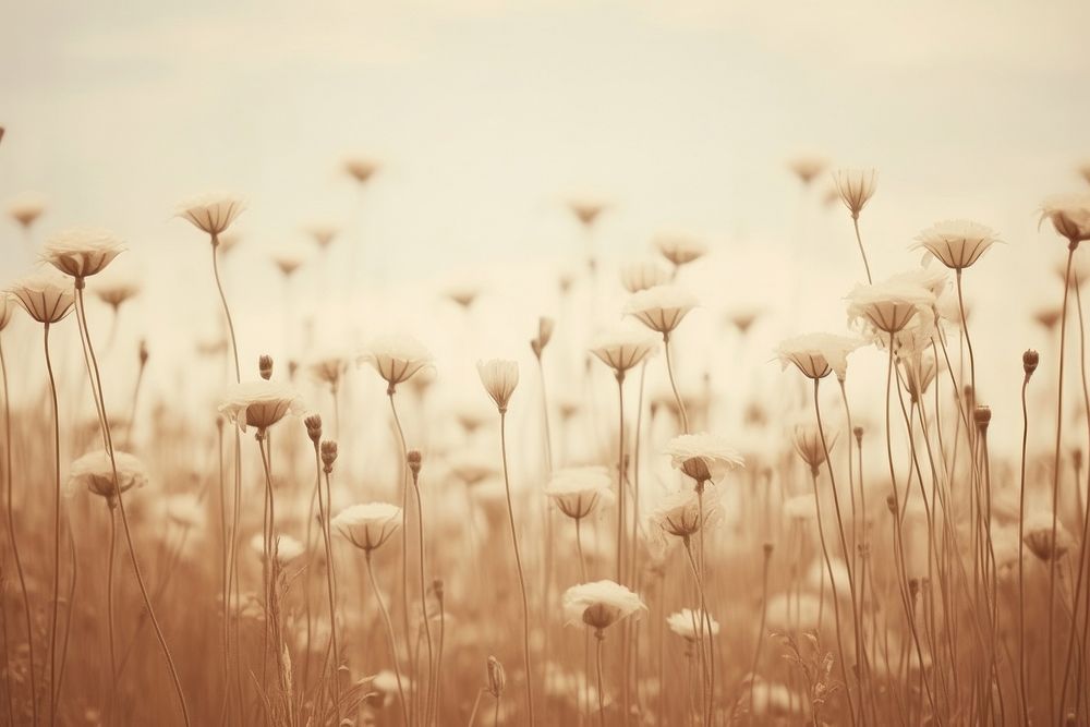 Flower field summer landscape outdoors nature. AI generated Image by rawpixel.