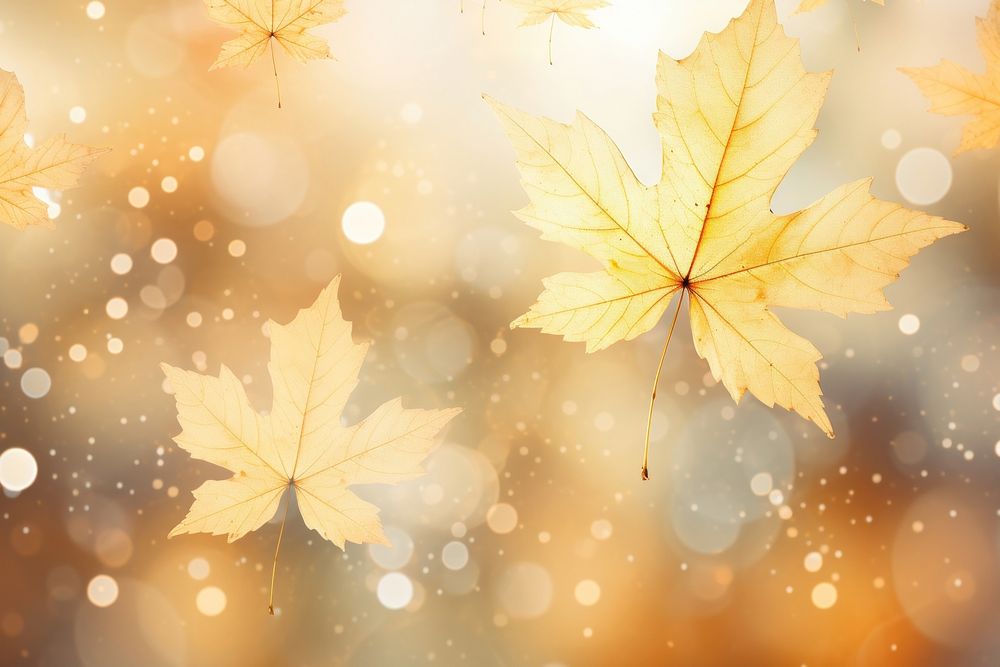 Maple leaf pattern bokeh effect background backgrounds sunlight plant. AI generated Image by rawpixel.