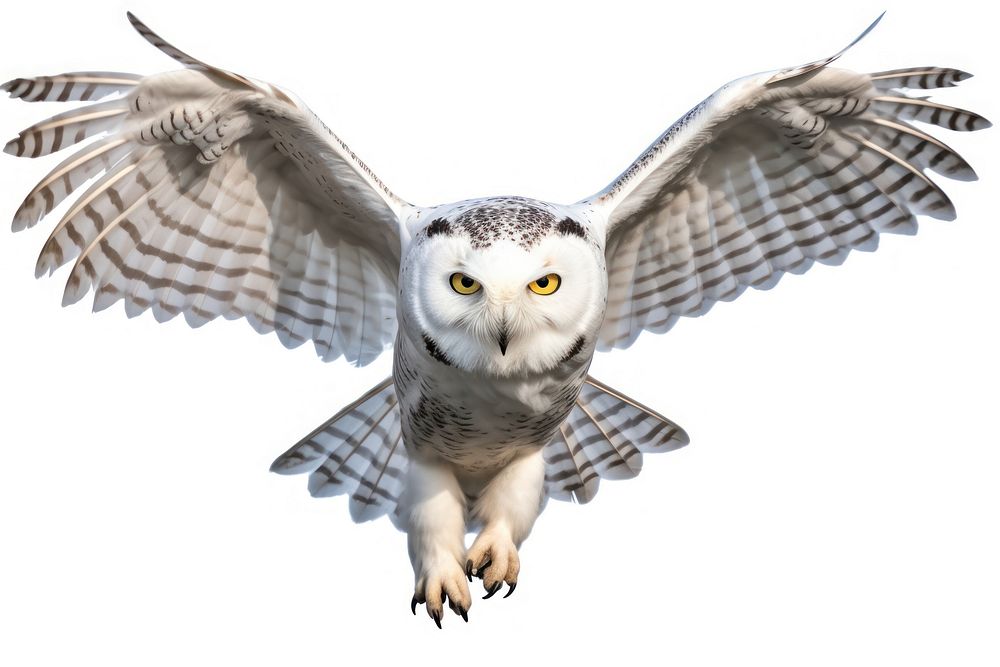Snowy owl animal bird white background. AI generated Image by rawpixel.