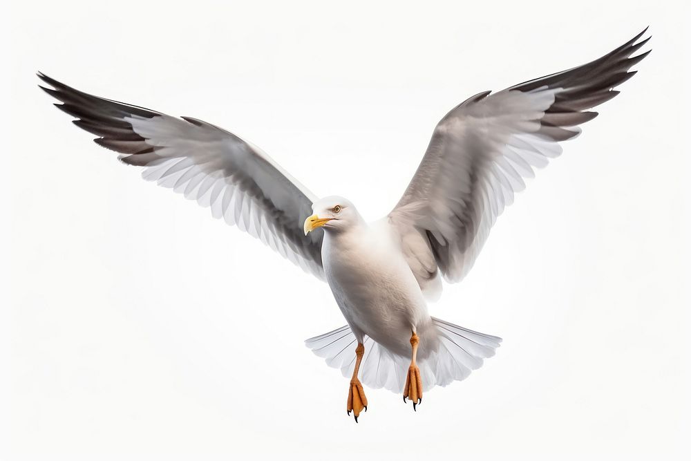 Seagull flying animal white bird. AI generated Image by rawpixel.