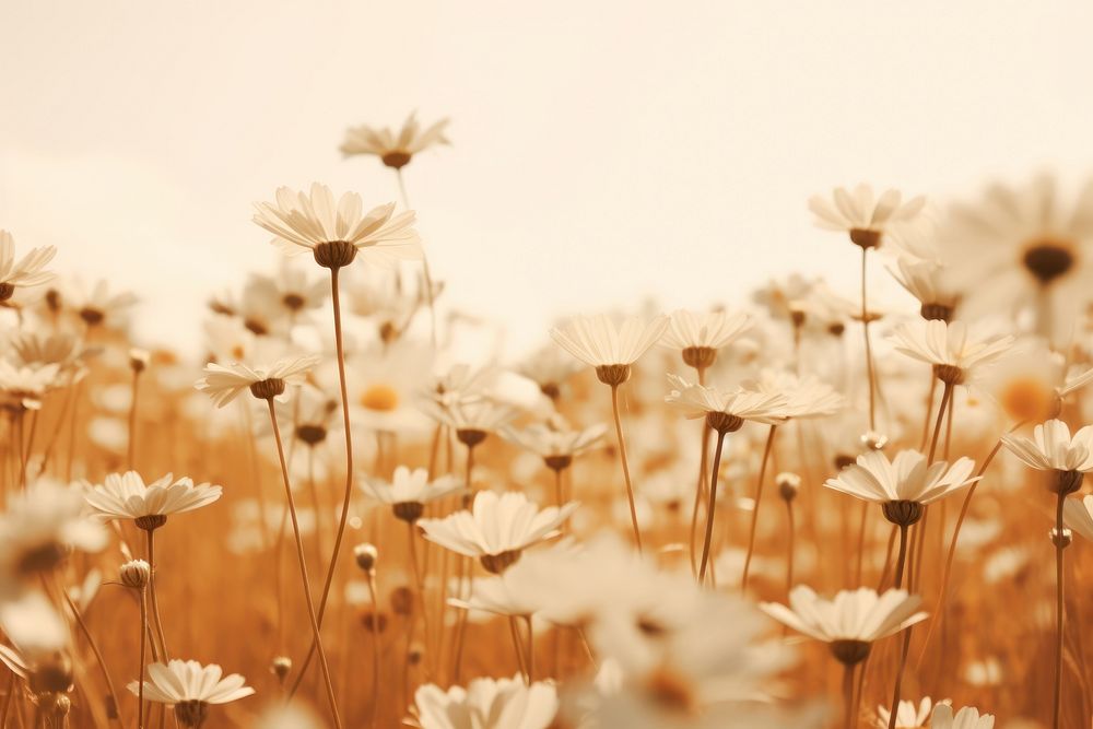 Spring daisy field landscape outdoors blossom. AI generated Image by rawpixel.