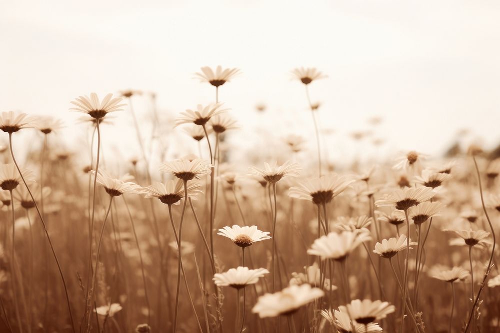 Spring daisy field landscape outdoors blossom. AI generated Image by rawpixel.