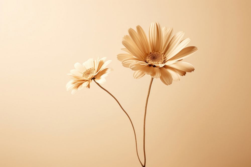 Spring daisy flower petal plant. AI generated Image by rawpixel.