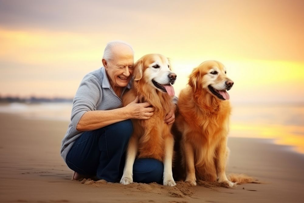 Black old couple and golden retrievers portrait beach pet. 