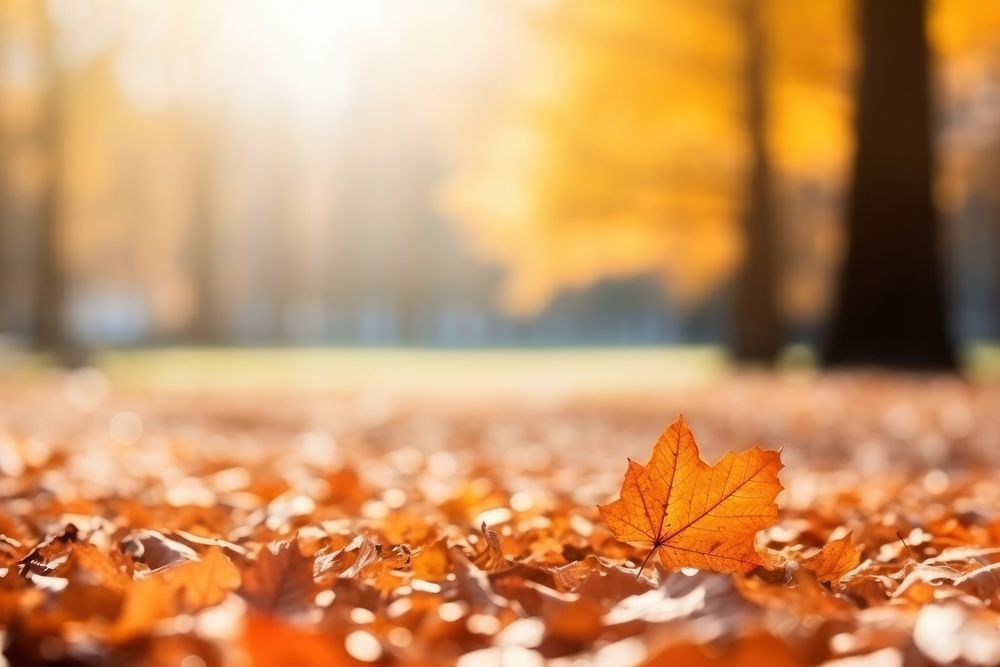 Fall leaves autumn backgrounds plant. AI generated Image by rawpixel.