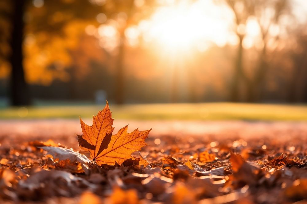 Fall leaves autumn sunlight plant. AI generated Image by rawpixel.