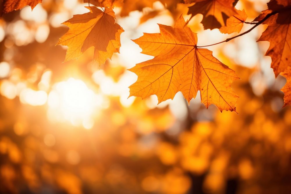Fall leaves autumn backgrounds sunlight. AI generated Image by rawpixel.