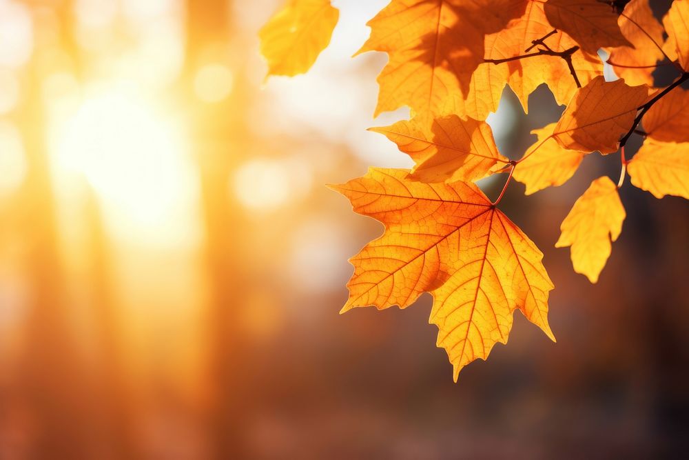 Fall leaves backgrounds sunlight outdoors. AI generated Image by rawpixel.