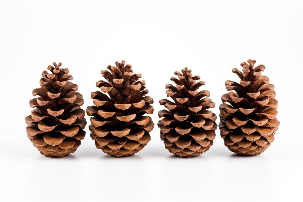 Dry pine cone plant tree white background. AI generated Image by rawpixel.