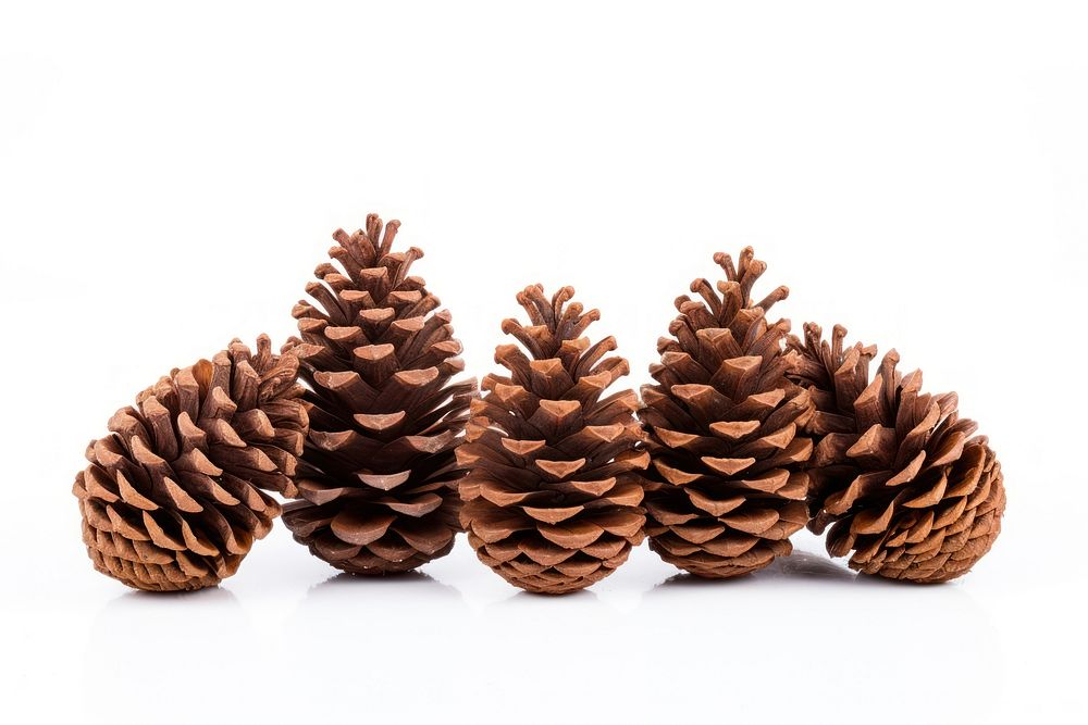 Dry pine cone plant tree white background. AI generated Image by rawpixel.
