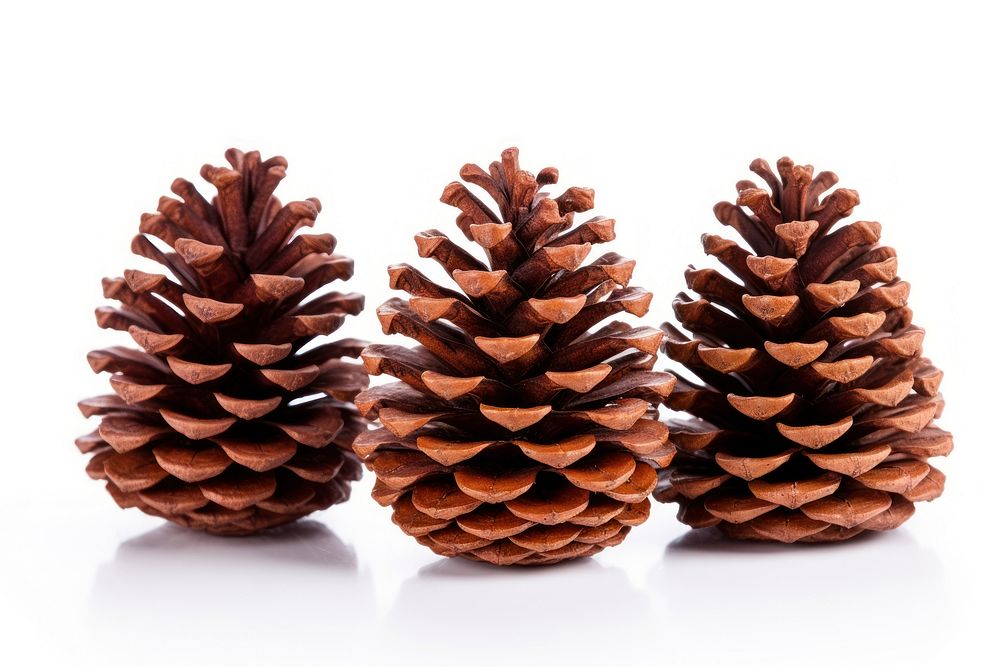 Pine cones plant tree food. AI generated Image by rawpixel.