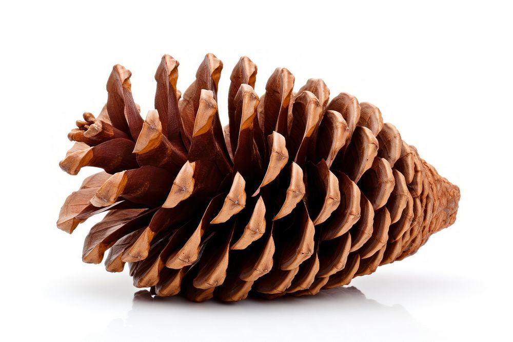 Dry group pine cone plant white background conifer. AI generated Image by rawpixel.