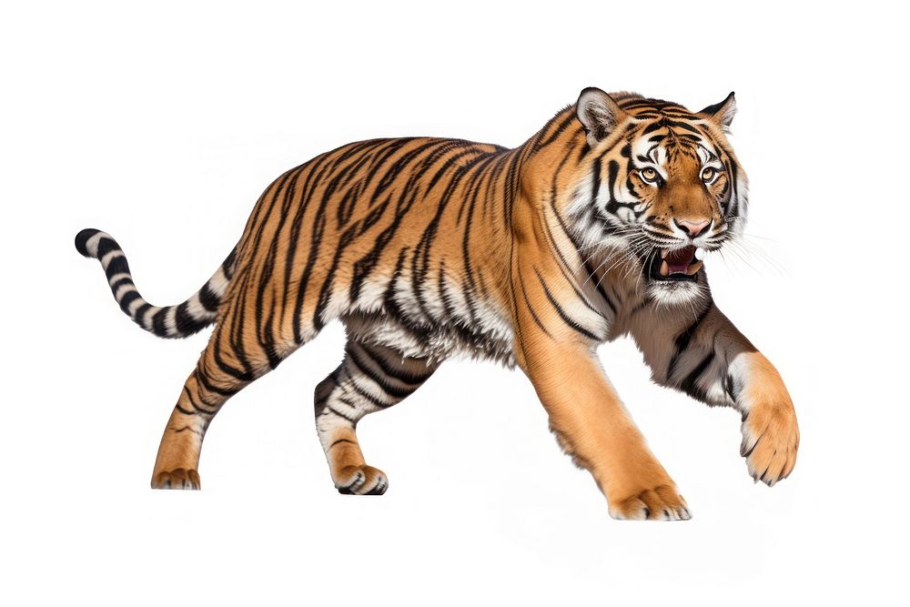 Jumping tiger wildlife animal mammal. AI generated Image by rawpixel.