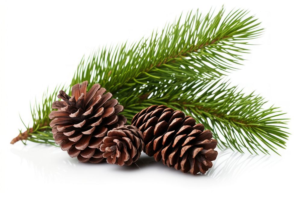 Fir branches with cones in the corner plant pine tree. AI generated Image by rawpixel.