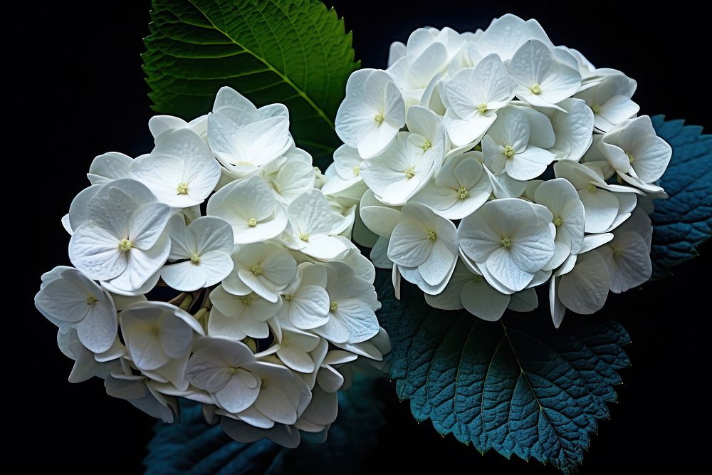 Hydrangea flowers plant petal white. AI generated Image by rawpixel.