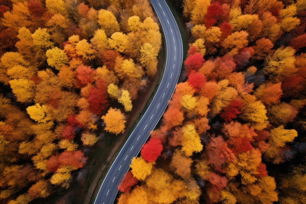 Forest tree road outdoors. AI generated Image by rawpixel.