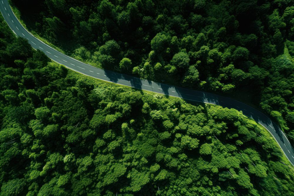 Tree road vegetation outdoors. AI generated Image by rawpixel.