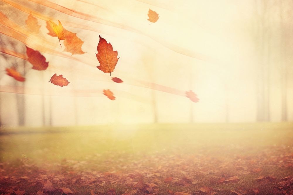 Autumn leaves backgrounds sunlight outdoors. AI generated Image by rawpixel.
