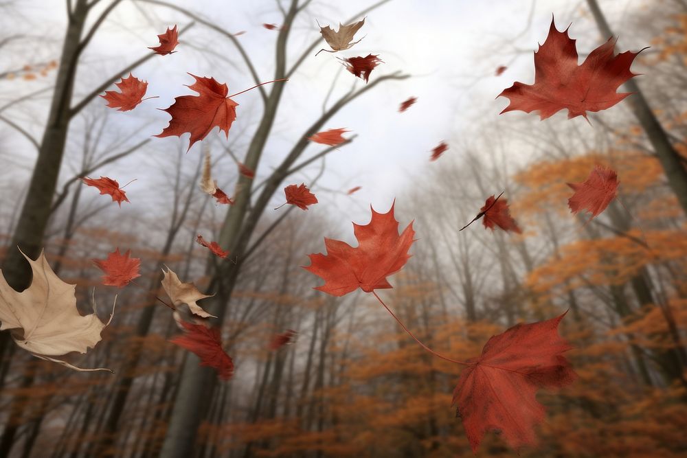 Autumn leaves plant maple tree. AI generated Image by rawpixel.