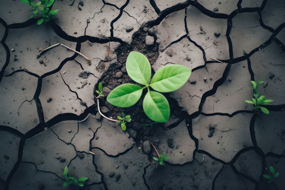 Cracked ground climate plant soil. AI generated Image by rawpixel.