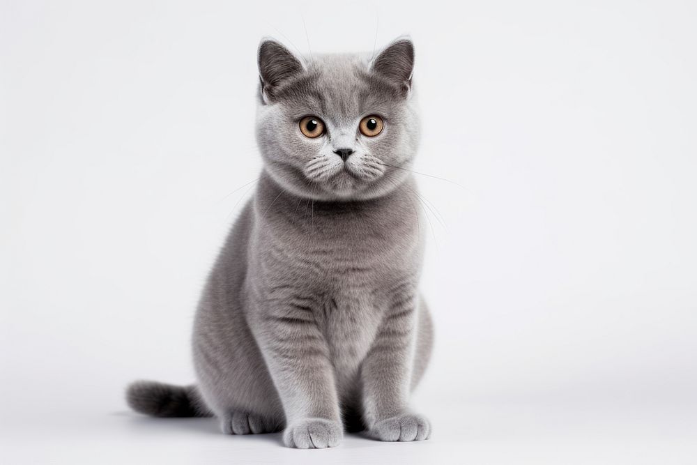A british shorthair cat in embroidery style animal mammal kitten. AI generated Image by rawpixel.