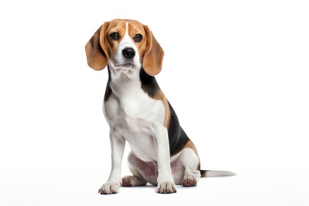 The beagle dog in embroidery style animal mammal hound. AI generated Image by rawpixel.