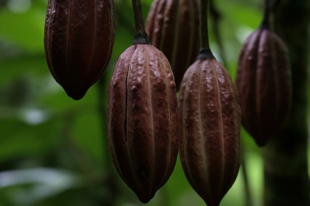 Hawaiian Cocao Pods plant fruit food. AI generated Image by rawpixel.