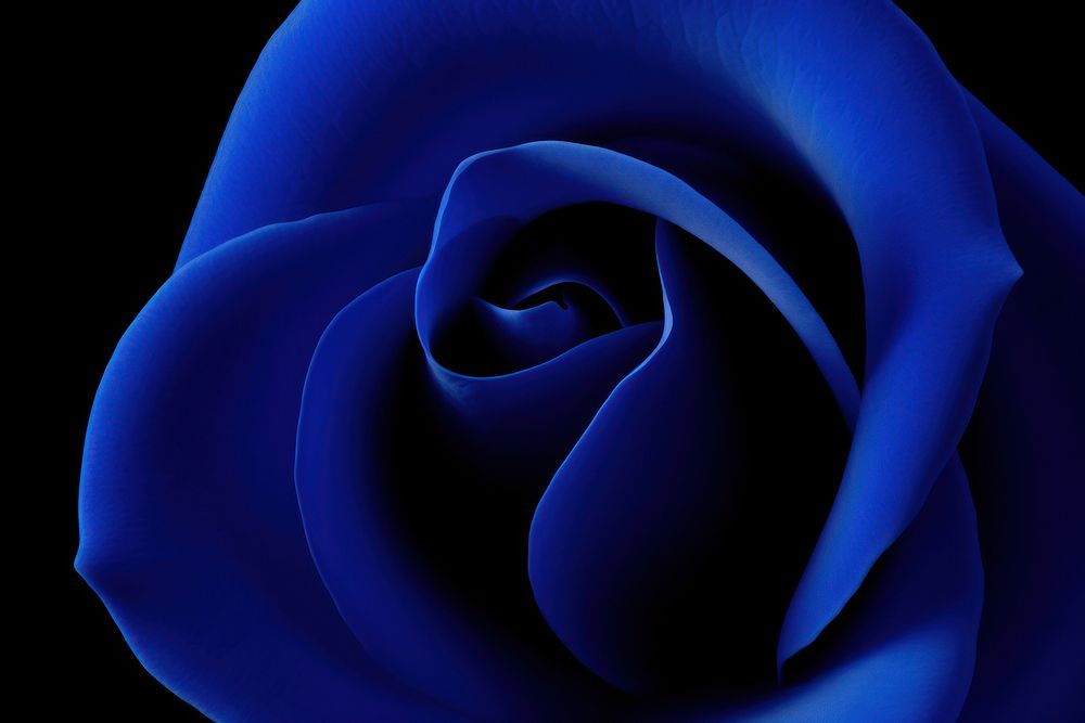 Blue rose inflorescence backgrounds monochrome. AI generated Image by rawpixel.